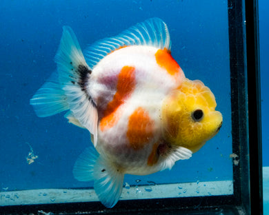 Sakaru Lemonhead Godzilla Oranda Male (3.5 inches) Imported in Thailand