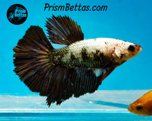 Load image into Gallery viewer, Copper Marble Halfmoon Female (BIG FINS)