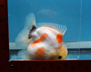 Sakaru Lemonhead Godzilla Oranda Male (3.5 inches) Imported in Thailand