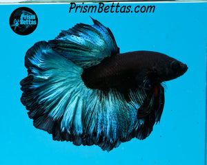 Blacklight Rosetail Halfmoon Male