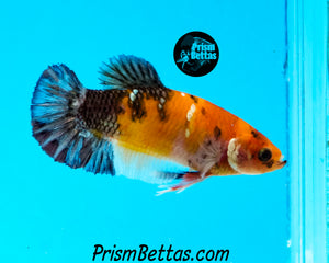 Candy Koi Halfmoon Plakat Female