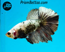 Load image into Gallery viewer, Copper Marble Halfmoon Female (BIG FINS)