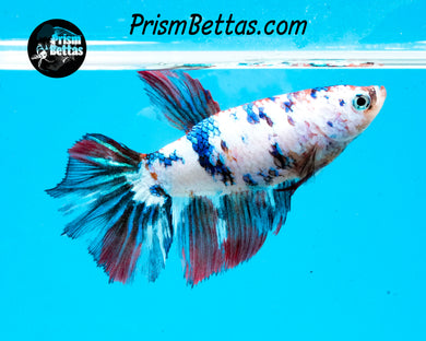 Marble Halfmoon Female