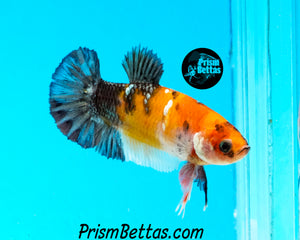 Candy Koi Halfmoon Plakat Female