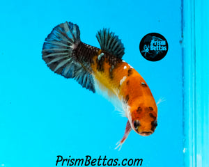 Candy Koi Halfmoon Plakat Female