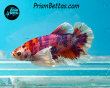 Load image into Gallery viewer, Pink Candy Koi Dumbo Halfmoon Plakat Male