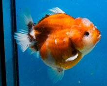 Load image into Gallery viewer, Sakaru Godzilla Oranda Female (4.5 inches) Imported in Thailand
