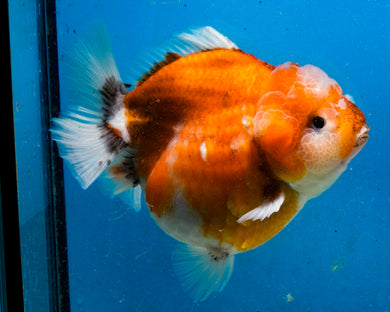 Sakaru Godzilla Oranda Female (4.5 inches) Imported in Thailand