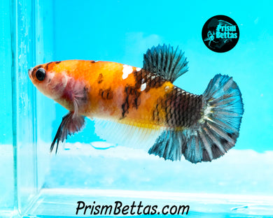 Candy Koi Halfmoon Plakat Female