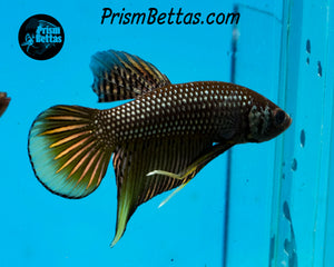 Yellow Copper Imbellis Wildtype Hybrid Pair Bred by Frank's Bettas