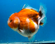 Load image into Gallery viewer, Sakaru Godzilla Oranda Female (4.5 inches) Imported in Thailand