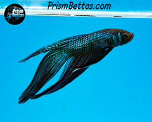Load image into Gallery viewer, Mahachai Veiltail Wildtype Hybrid Male Bred by Frank&#39;s Bettas