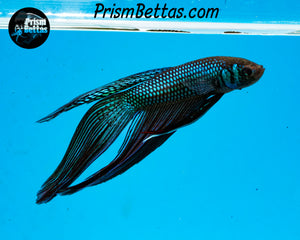 Mahachai Veiltail Wildtype Hybrid Male Bred by Frank's Bettas