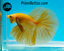 Load image into Gallery viewer, Yellow Halfmoon Male