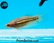 Load image into Gallery viewer, Yellow Copper Imbellis Wildtype Hybrid Pair Bred by Frank&#39;s Bettas