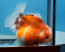 Load image into Gallery viewer, Sakaru Godzilla Oranda Female (4.5 inches) Imported in Thailand