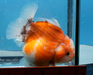 Sakaru Godzilla Oranda Female (4.5 inches) Imported in Thailand
