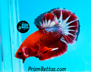 Hellboy Marble Halfmoon Plakat Male