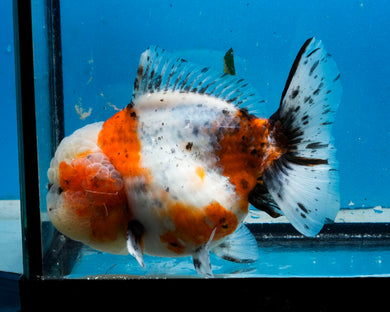 Calico Godzilla Oranda Male (4.5 inches) Imported in Thailand