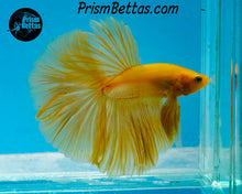Load image into Gallery viewer, Yellow Halfmoon Male