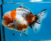 Load image into Gallery viewer, Calico Godzilla Oranda Male (4.5 inches) Imported in Thailand