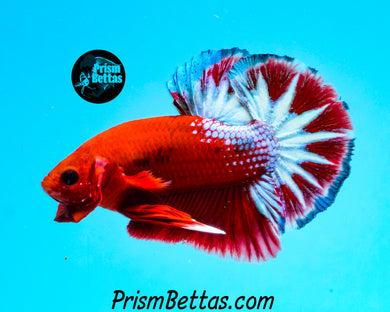 Hellboy Marble Halfmoon Plakat Male