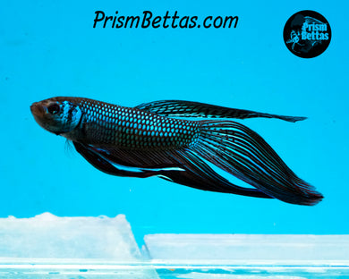 Mahachai Veiltail Wildtype Hybrid Male Bred by Frank's Bettas