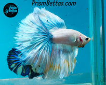 Load image into Gallery viewer, Marble Halfmoon Male