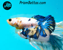 Load image into Gallery viewer, Marble Halfmoon Female