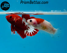 Load image into Gallery viewer, Tancho Halfmoon Plakat Female