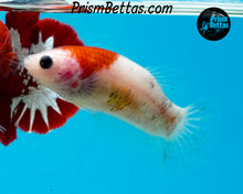 Load image into Gallery viewer, Tancho Halfmoon Plakat Female