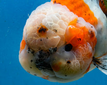 Load image into Gallery viewer, Calico Godzilla Oranda Male (4.5 inches) Imported in Thailand