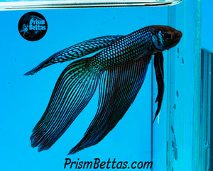 Mahachai Veiltail Wildtype Hybrid Male Bred by Frank's Bettas