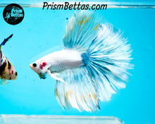 Load image into Gallery viewer, Marble Halfmoon Male
