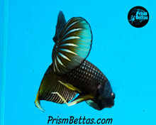 Load image into Gallery viewer, Yellow Copper Imbellis Wildtype Hybrid Pair Bred by Frank&#39;s Bettas