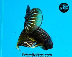 Yellow Copper Imbellis Wildtype Hybrid Pair Bred by Frank's Bettas