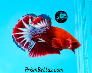 Hellboy Marble Halfmoon Plakat Male