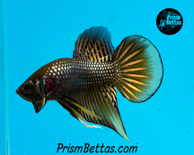 Yellow Copper Imbellis Wildtype Hybrid Pair Bred by Frank's Bettas