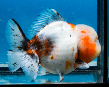 Load image into Gallery viewer, Calico Godzilla Oranda Male (4.5 inches) Imported in Thailand