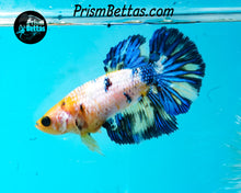 Load image into Gallery viewer, Marble Halfmoon Female
