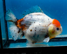 Load image into Gallery viewer, Calico Godzilla Oranda Female (6+ inches) Imported in Thailand