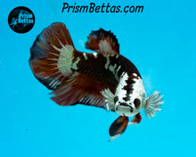 Load image into Gallery viewer, Red Devil Samurai Halfmoon Plakat Male