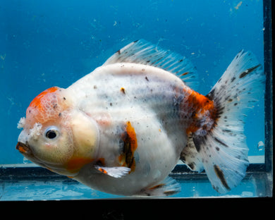 Calico Godzilla Oranda Female (6+ inches) Imported in Thailand