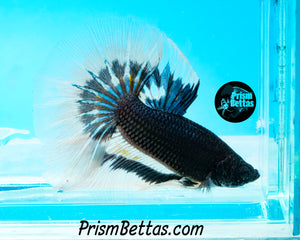 Black Butterfly Halfmoon Male