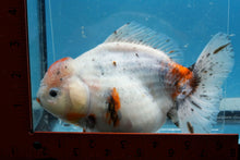 Load image into Gallery viewer, Calico Godzilla Oranda Female (6+ inches) Imported in Thailand