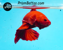 Load image into Gallery viewer, Red Halfmoon Plakat Male