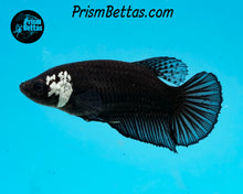 Load image into Gallery viewer, Black Samurai Halfmoon Plakat Female