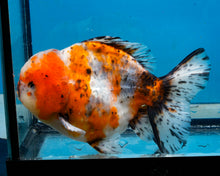 Load image into Gallery viewer, Calico Godzilla Oranda Male (4.5 inches) Imported in Thailand
