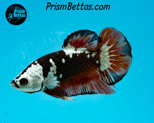 Load image into Gallery viewer, Red Devil Samurai Halfmoon Plakat Male