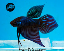 Load image into Gallery viewer, Smaragdina Wildtype Pair Bred by Frank&#39;s Bettas